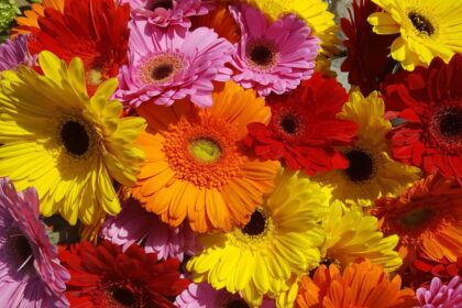 Gerbera Gerbera x hybrida