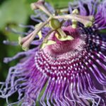 Golgotavirag Passiflora