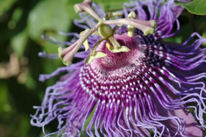 Golgotavirag Passiflora