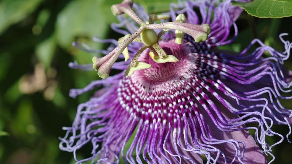 A golgotavirág gyönyörű, lila színű virágja, különleges formájával és részleteivel lenyűgöző látványt nyújt a kertben.