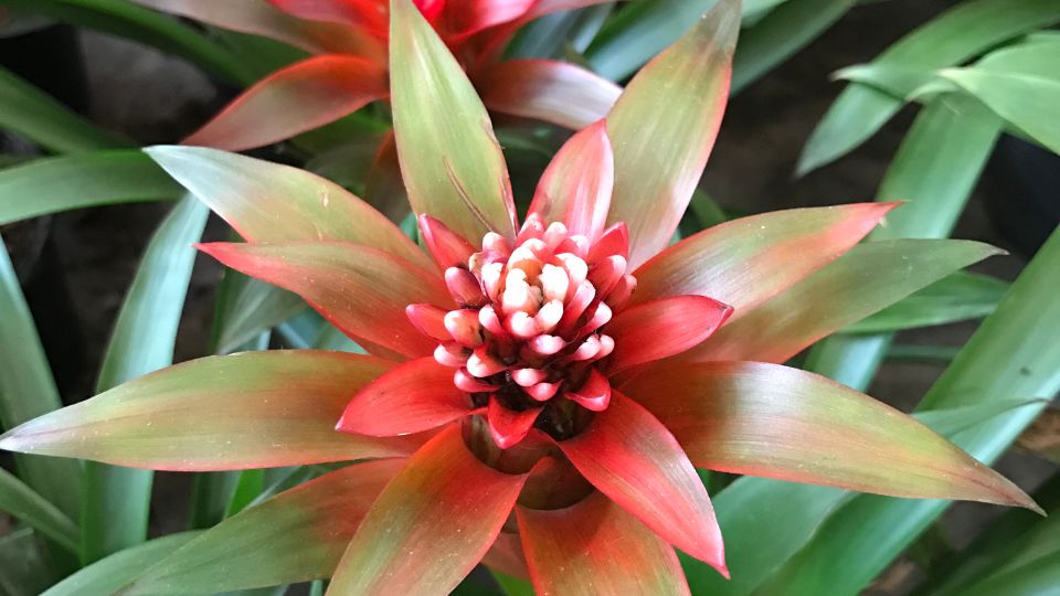 Guzmán bromélia (Guzmania lingulata)