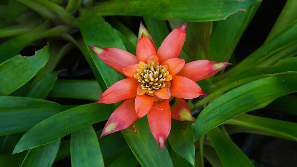 Guzmán bromélia (Guzmania lingulata)