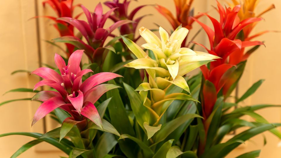Guzmán bromélia (Guzmania lingulata)