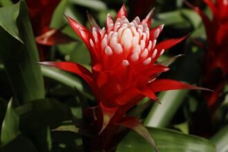 A Guzmán Bromélia élénk piros virágai, zöld levelek között pompáznak.