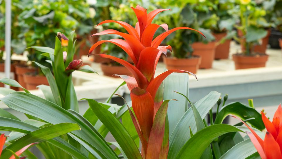 Guzmán bromélia (Guzmania lingulata)