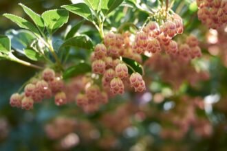 A Harangozó Csengőbojt virágai, rózsaszín és fehér árnyalatban, zöld levelek között pompáznak.