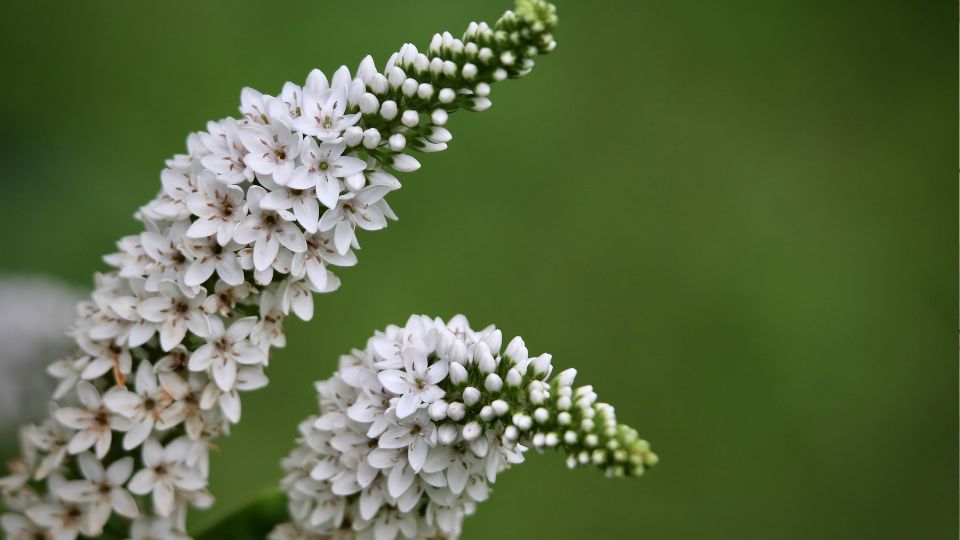 Hattyunyaku Lizinka Lysimachia clethroides 1