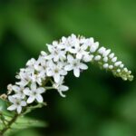 Hattyunyaku Lizinka Lysimachia clethroides
