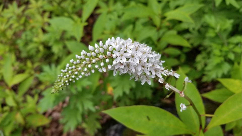 Hattyunyaku Lizinka Lysimachia clethroides 2