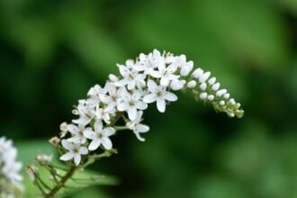 A Hattyúnyakú Lizinka fehér virágai zöld háttér előtt, elegáns ívben.