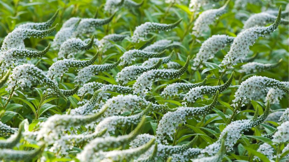 Hattyunyaku Lizinka Lysimachia clethroides 4