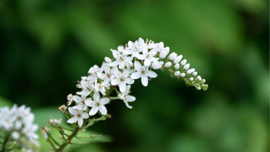 Hattyunyaku Lizinka Lysimachia clethroides