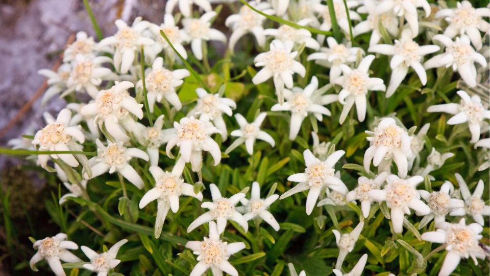 Havasi Gyopar Leontopodium alpinum 1