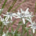 Havasi Gyopar Leontopodium alpinum