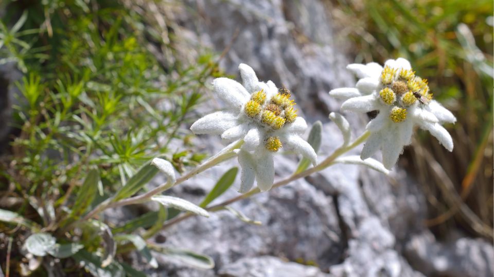 Havasi Gyopar Leontopodium alpinum 2