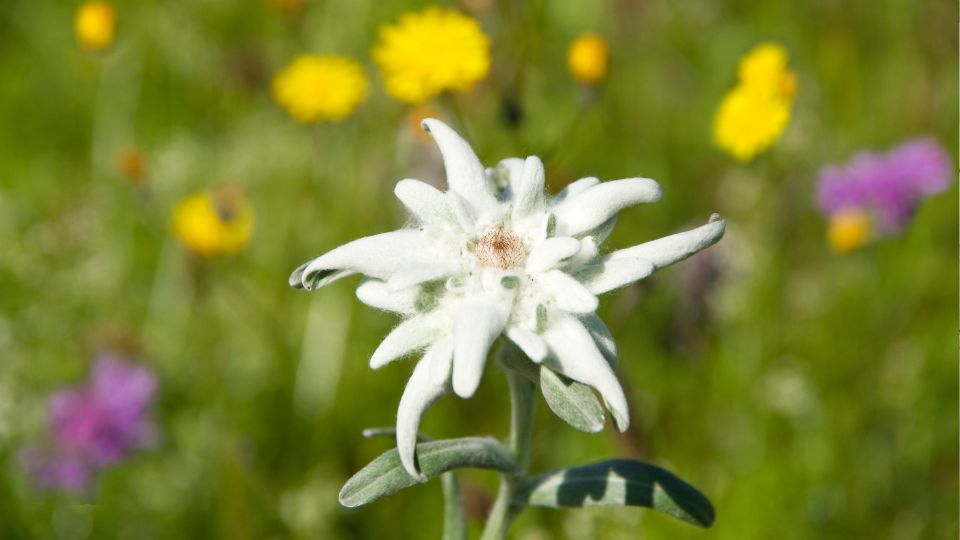 Havasi Gyopar Leontopodium alpinum 3