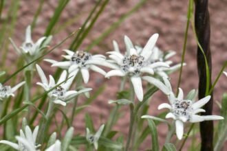 Havasi gyopár virágok, fehér szirmaikkal és zöld leveleikkel, háttérben egy rózsaszín fal.