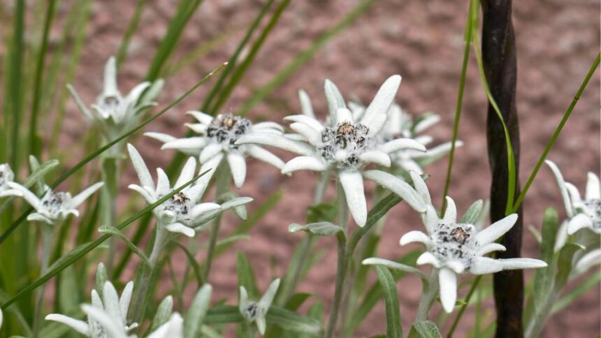 Havasi Gyopar Leontopodium alpinum