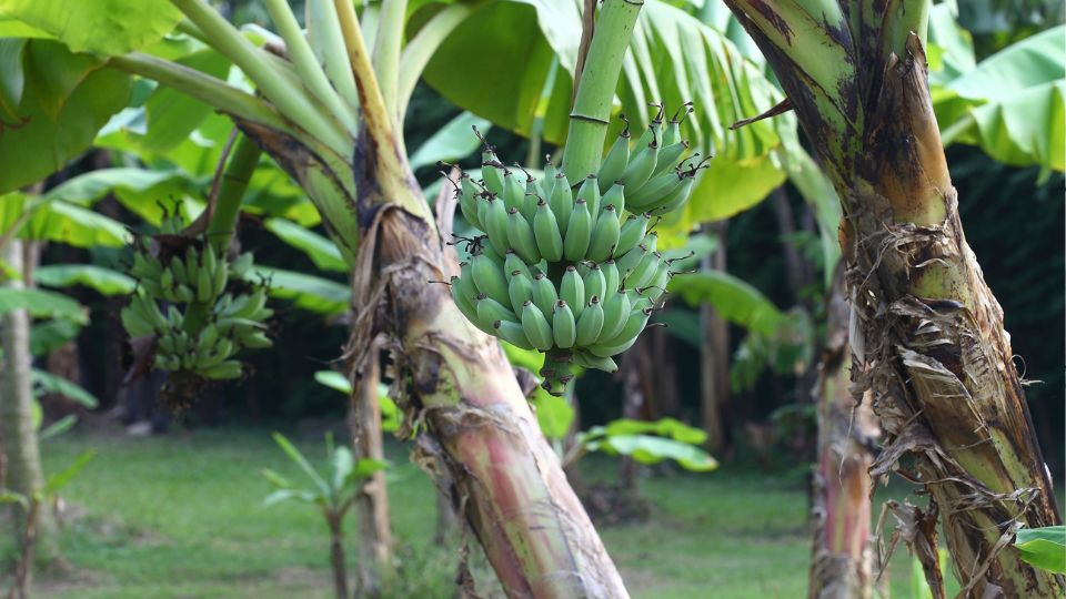 Japan Banan Musa basjoo 1