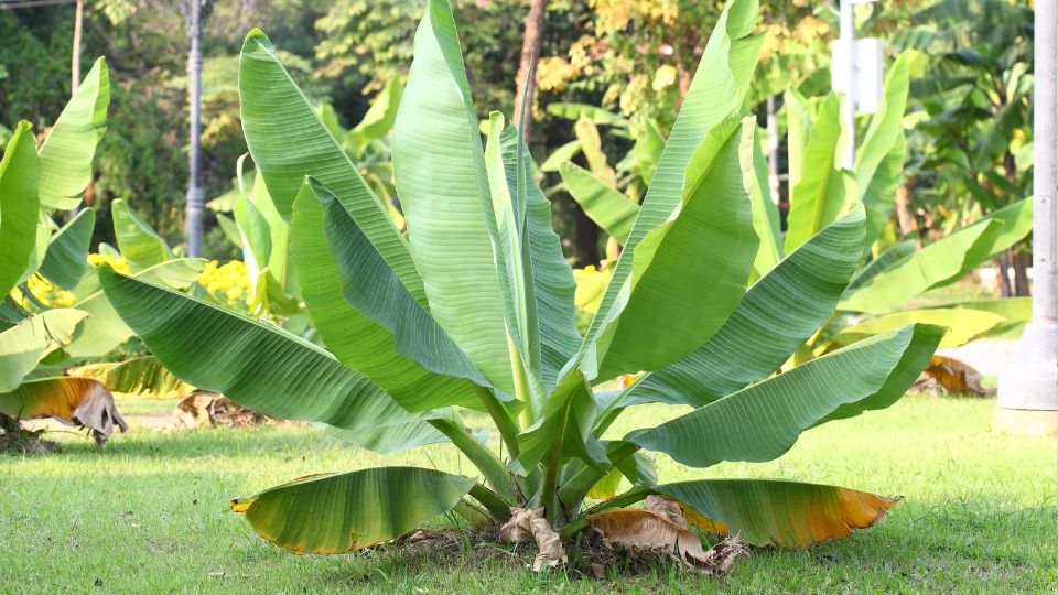 Japan Banan Musa basjoo 2
