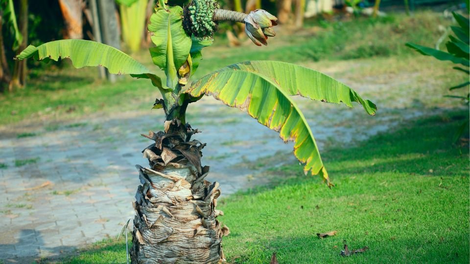 Egy japán banánfa (Musa basjoo) zöld levelekkel és gyümölcsökkel díszítve, szép kertben.