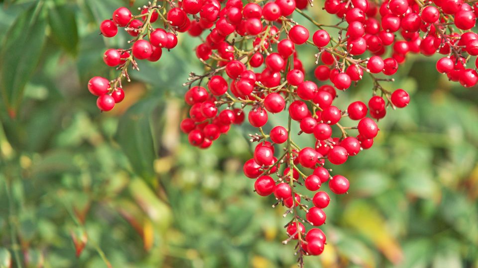 Japan Szentfa Nandina domestica 1