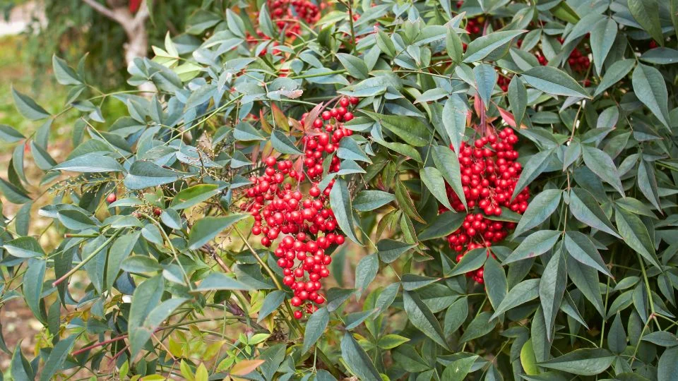 Egy buja japán szentfa (Nandina domestica) ága, piros bogyókkal terhelve, zöld levelek között.