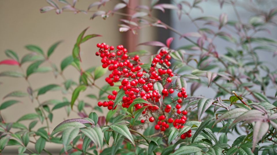 Japan Szentfa Nandina domestica 3