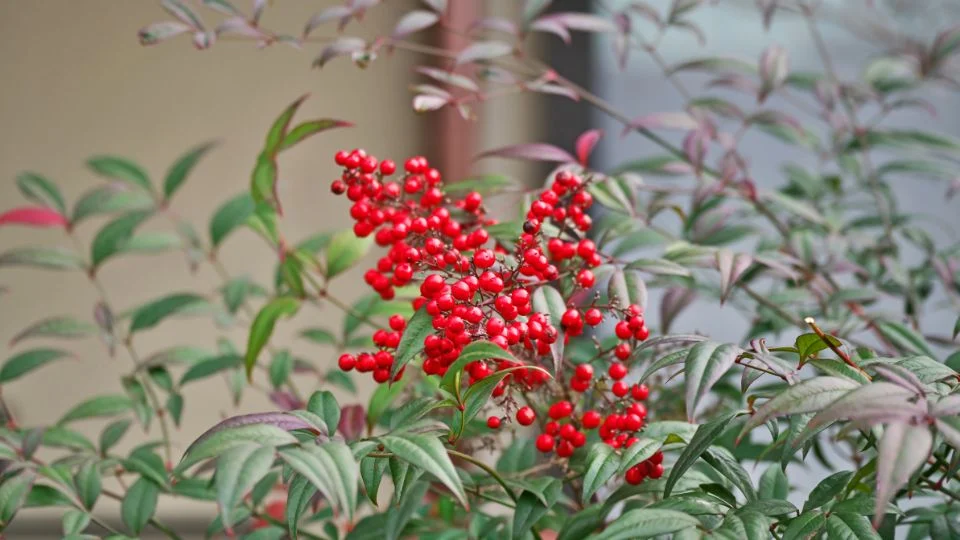 A Japán Szentfa (Nandina domestica) piros bogyókkal és zöld levelekkel díszített ága.