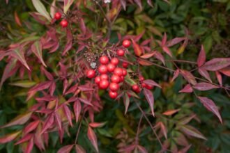 A Japán Szentfa élénkpiros bogyókat hoz, háttérben színes levelekkel.