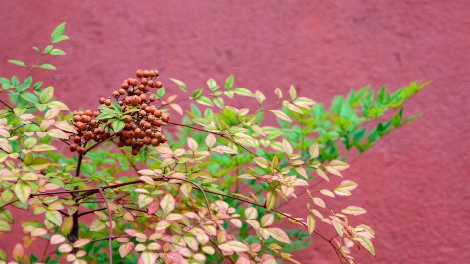 Japan Szentfa Nandina domestica 4