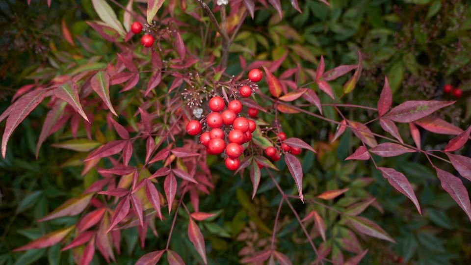 A Japán Szentfa élénkpiros bogyókat hoz, háttérben színes levelekkel.