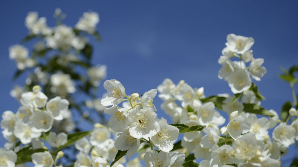 Jazmin Jasminum polyanthum 1