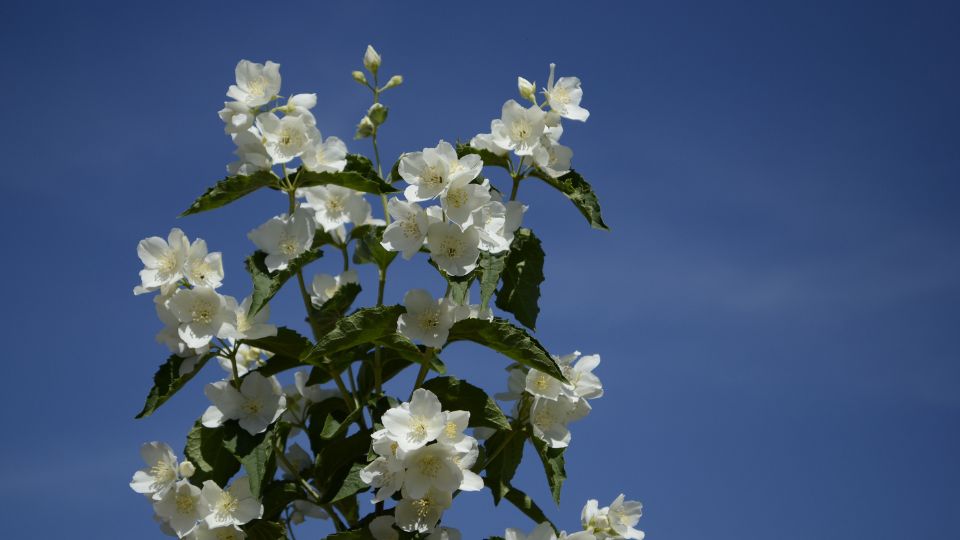 Jazmin Jasminum polyanthum 2 1