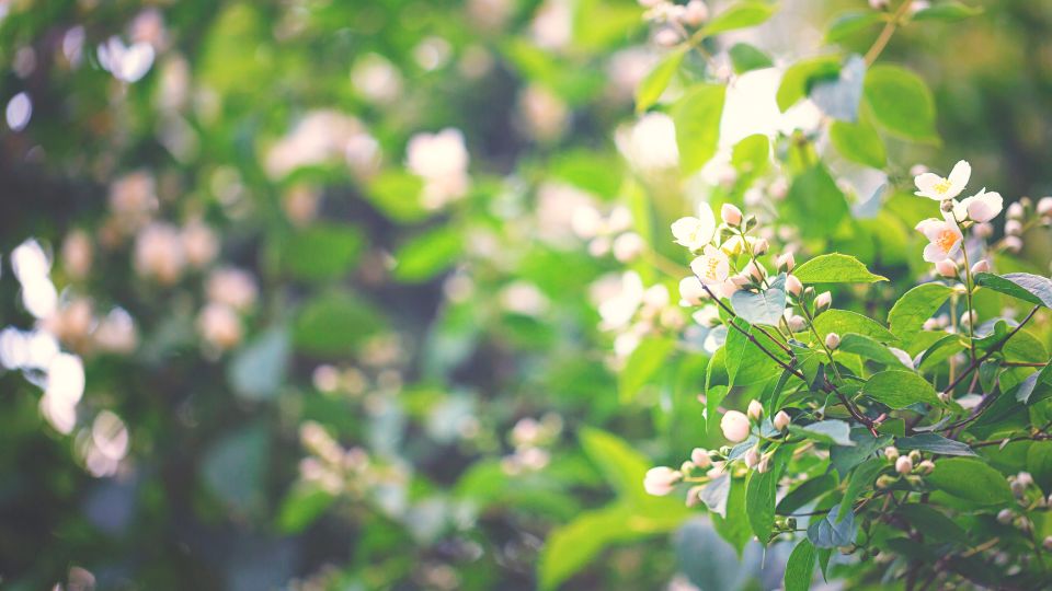 Jazmin Jasminum polyanthum 3
