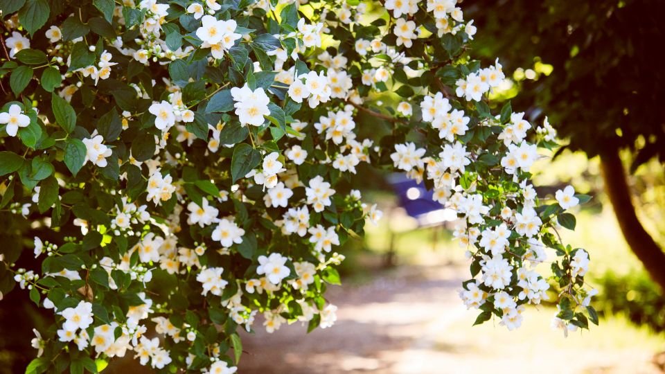 Egy buja jázminbokor virágzó ága, tele fehér virágokkal és zöld levelekkel.