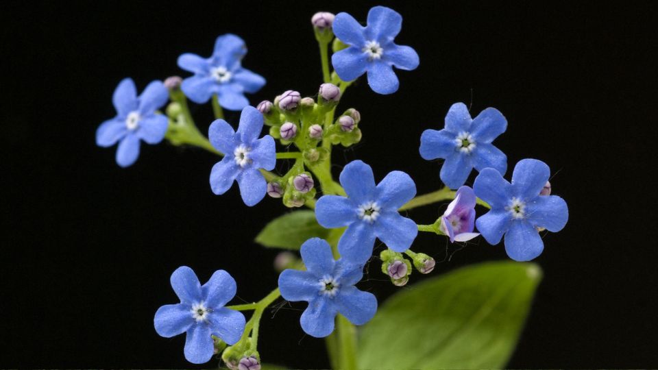 Kaukazusi nefelejcs Brunnera macrophylla 1