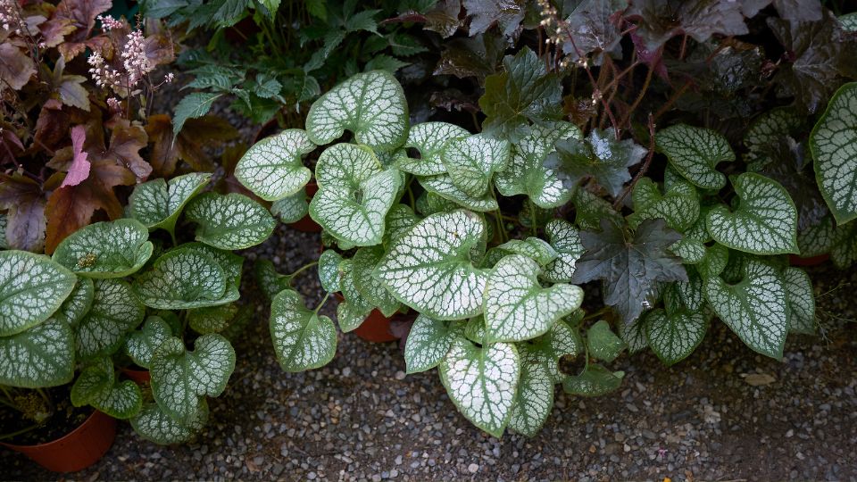 Kaukazusi nefelejcs Brunnera macrophylla 3
