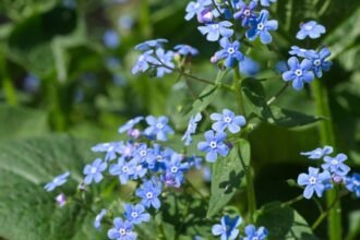Kaukázusi nefelejcs virágok, élénk kék színben, zöld levelek között.