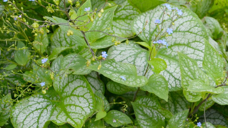 Kaukazusi nefelejcs Brunnera macrophylla 4