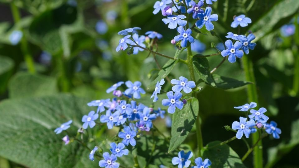 Kaukázusi nefelejcs virágok, élénk kék színben, zöld levelek között.
