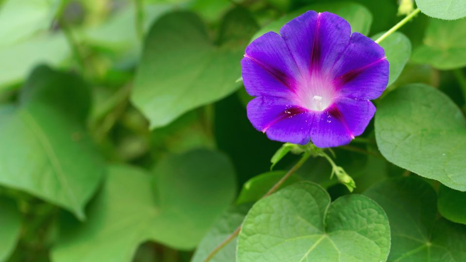Kerti Hajnalka Ipomoea purpurea 1