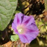 Kerti Hajnalka Ipomoea purpurea