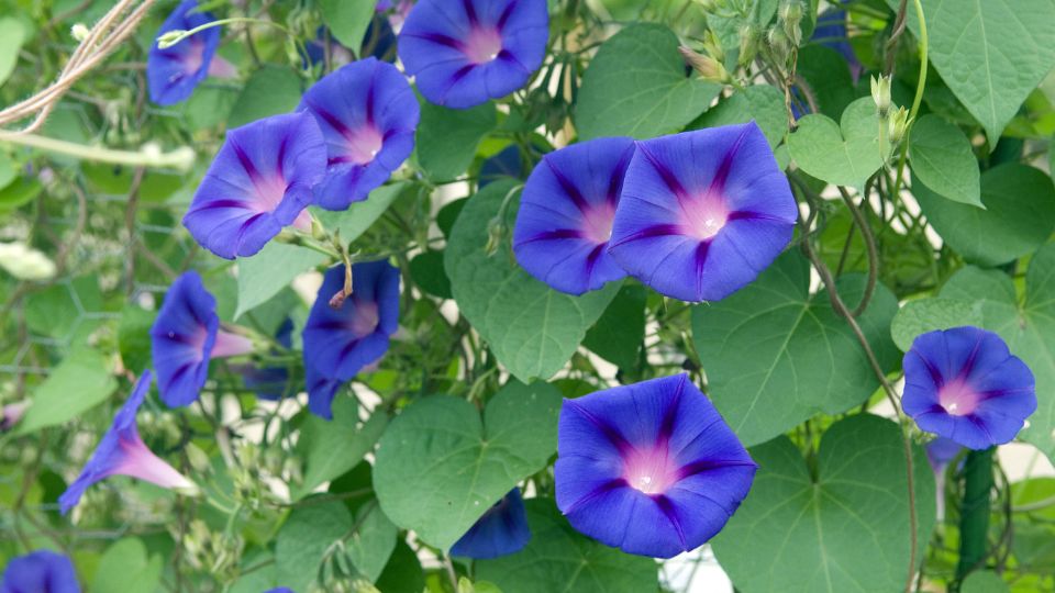 Kerti Hajnalka Ipomoea purpurea 2