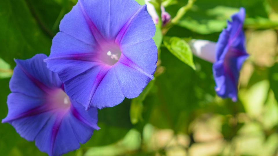 Kerti Hajnalka Ipomoea purpurea 3
