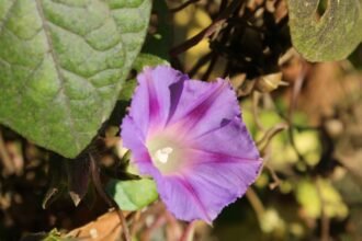 Kerti Hajnalka (Ipomoea purpurea) lila virága zöld levelek között, napfényben ragyogva.