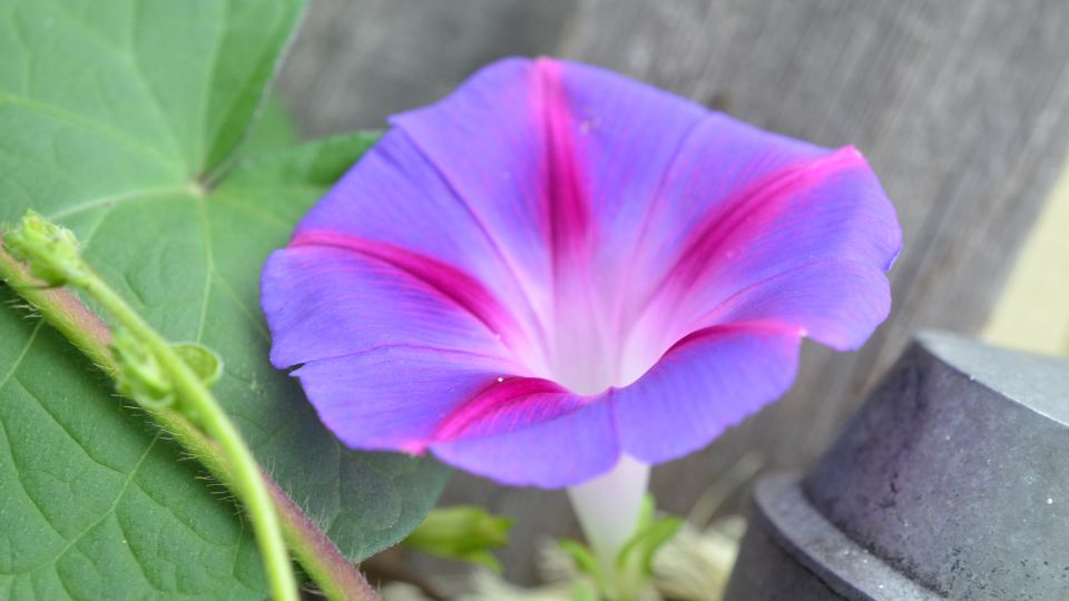 Kerti Hajnalka Ipomoea purpurea 4