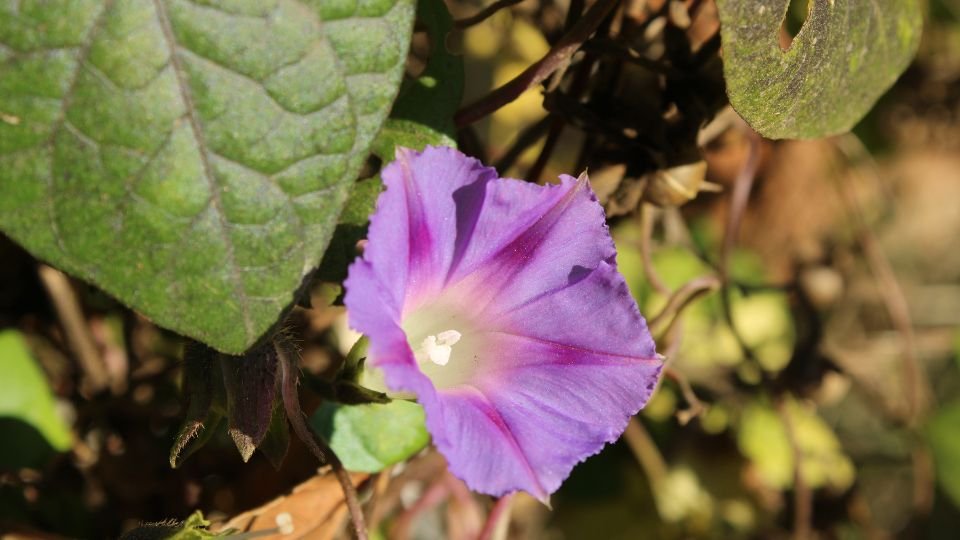 Kerti Hajnalka (Ipomoea purpurea) lila virága zöld levelek között, napfényben ragyogva.