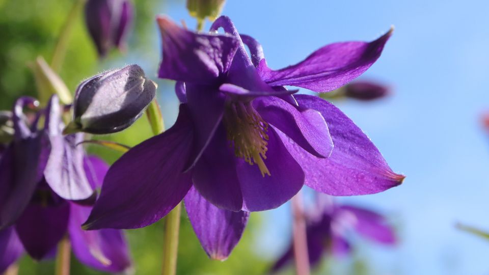Kerti Haranglab Aquilegia vulgaris 1