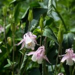 Kerti Haranglab Aquilegia vulgaris
